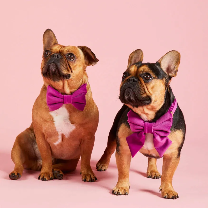 Dog and Cat Lady Bowtie: Plum Velvet